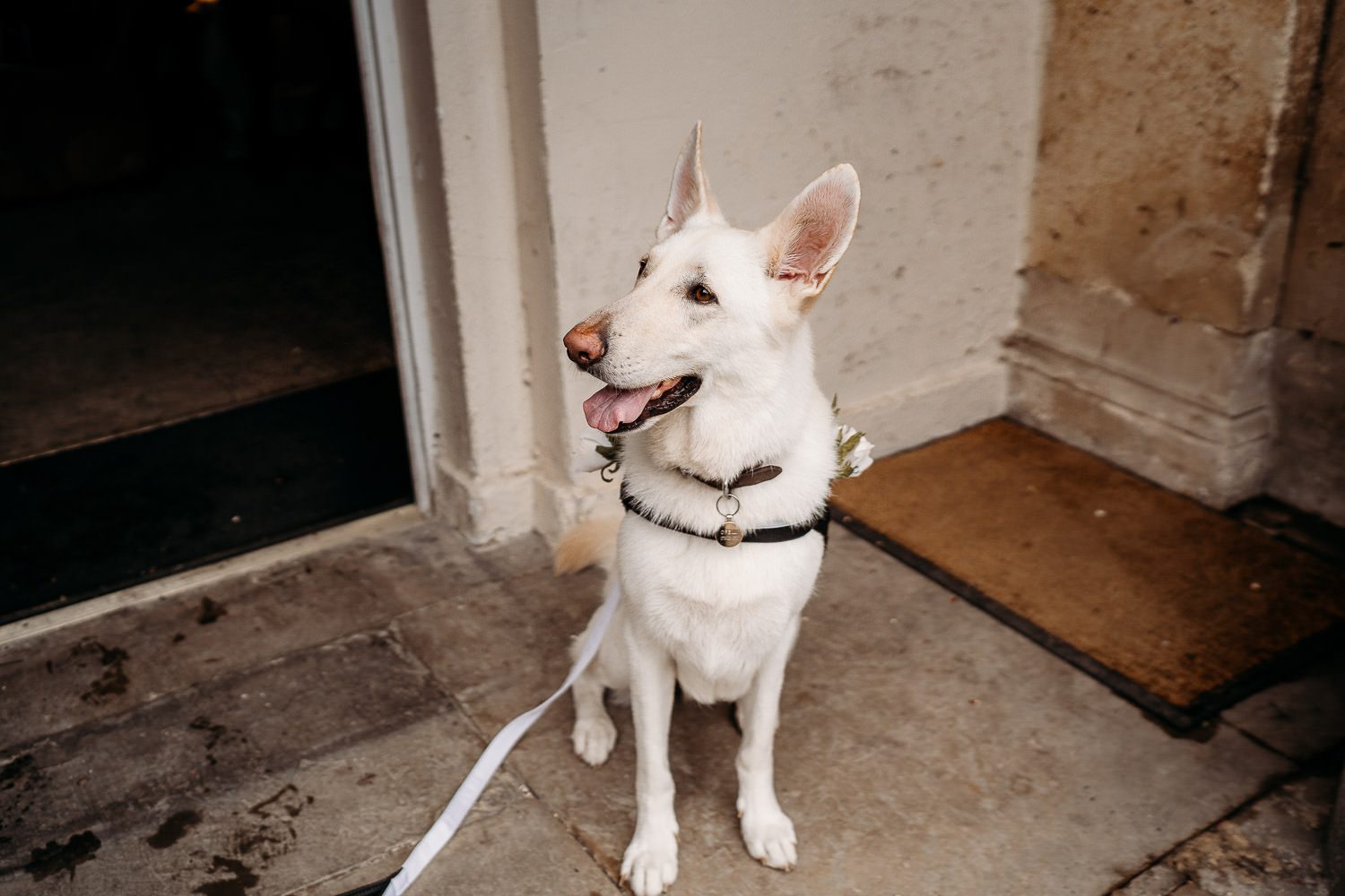 white german shephard dog as best dog at wedding
