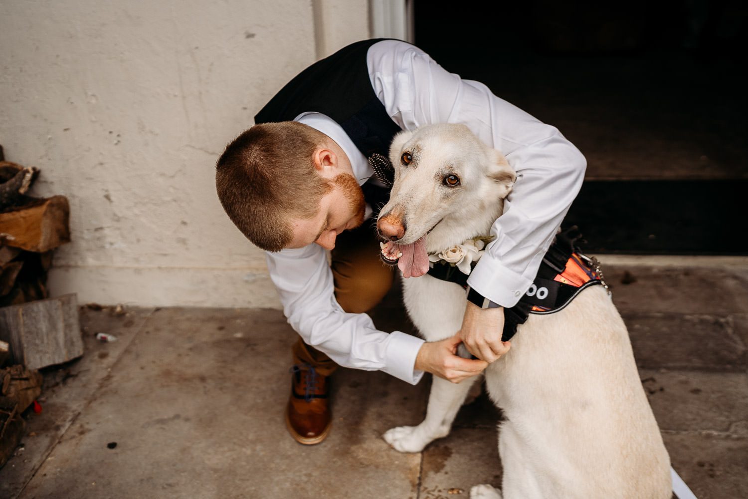 groom helping german shepherd dog with collar at wedding