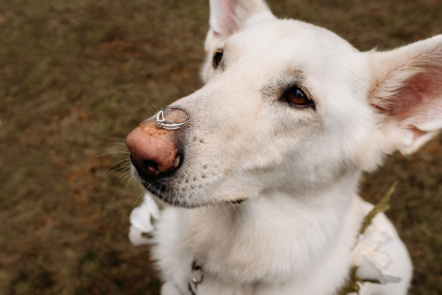 white german shepherd dog balancing brides engagement ring on his nose