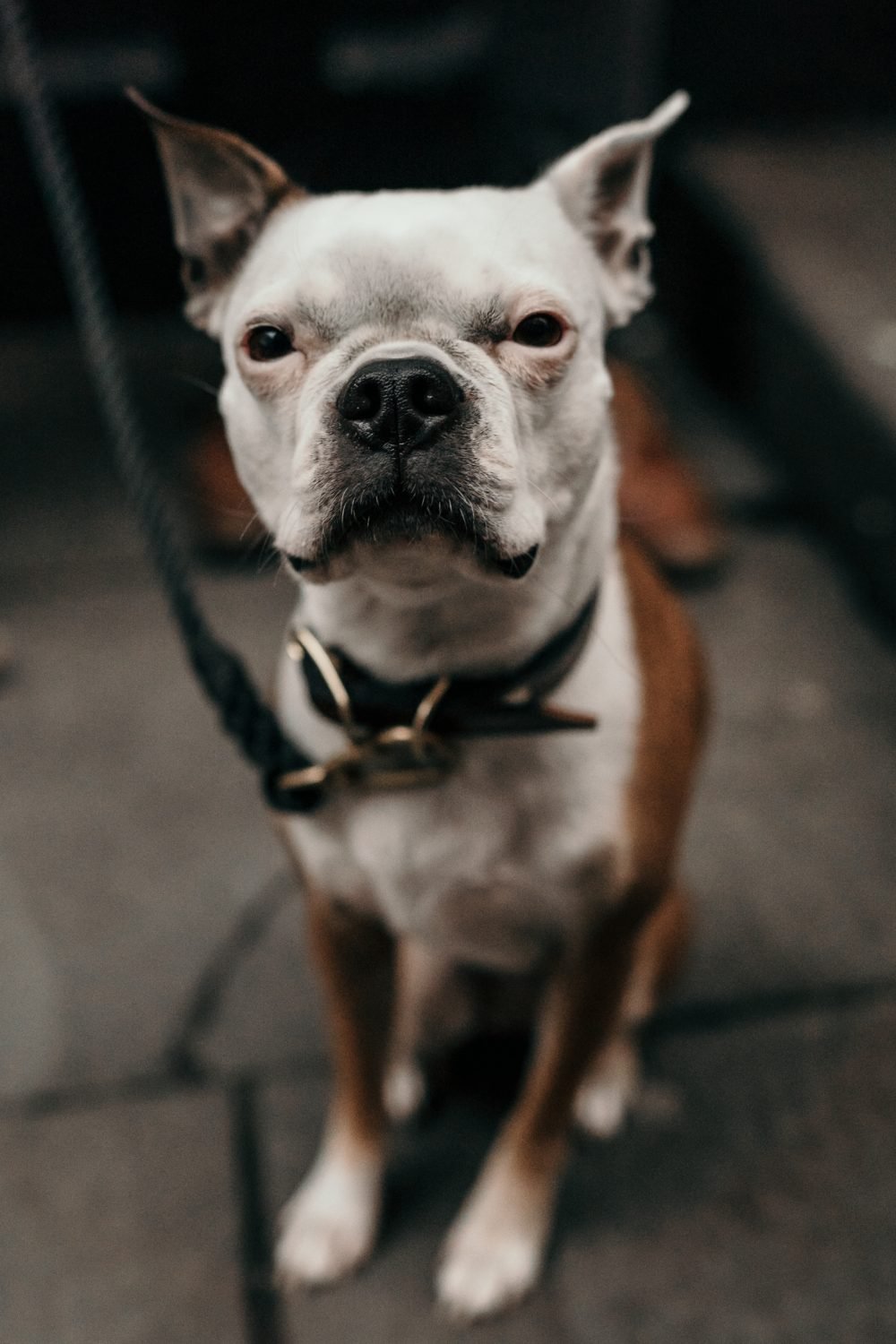 bride and grooms boston terrier dog